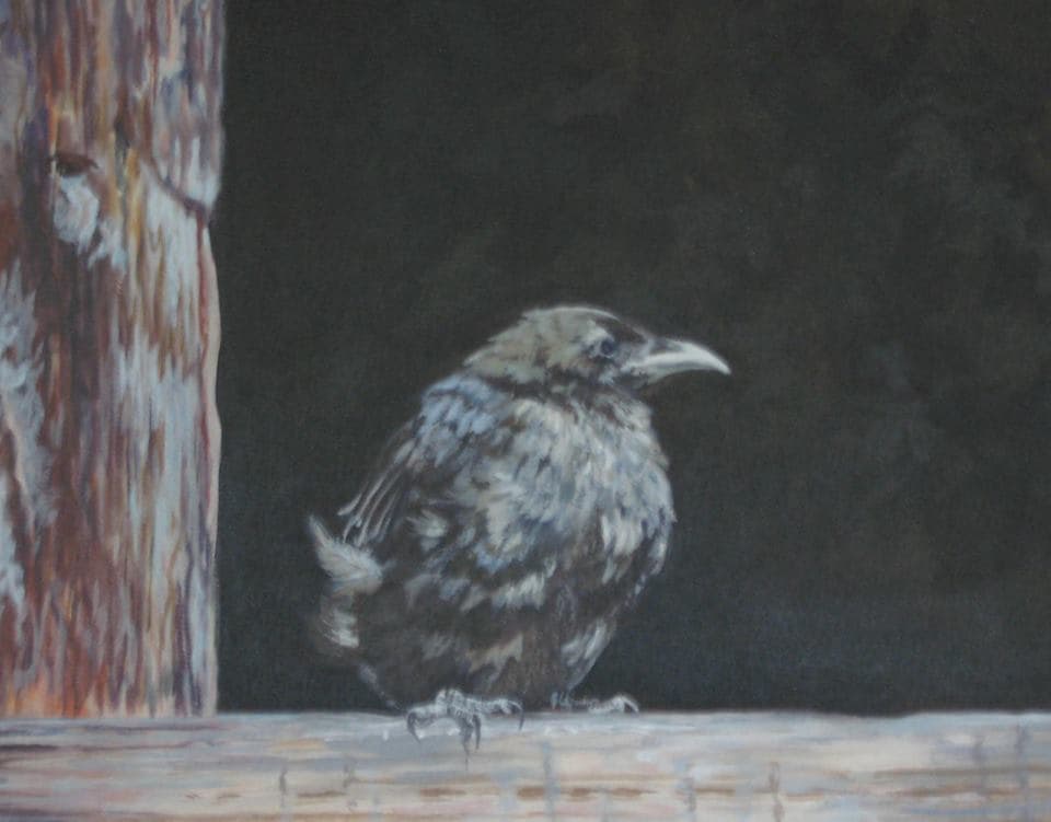 Baby Crow